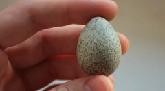 Grach (foto): pták, který přináší jaro na křídlech